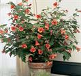 parlour maple ، Flowering Maple